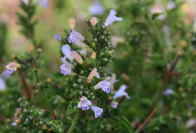 Clinopodium (=Calamintha) nepeta / Mentuccia comune, Nepitella